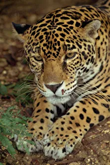 Animal Head Prints: Jaguar, Belize, Central America