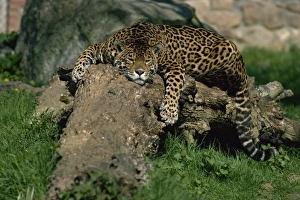 Jaguar Prints: Jaguar (Felis onca) lying on fallen tree, Dartmoor Wildlife Park, Devon