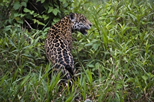 A jaguar (Panthera onca) moving through the grass, Cuiaba River, Pantanal, Mato Grosso