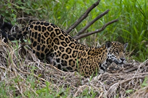 A jaguar (Panthera onca) moving through the grass, Cuiaba River, Pantanal, Mato Grosso