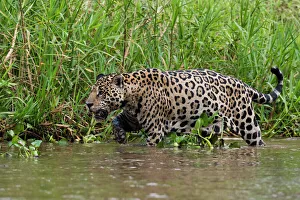 Brazil Prints: A jaguar (Panthera onca) walking along Cuiaba River bank, Pantanal, Mato Grosso, Brazil