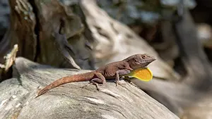 Territorial Prints: Jamaican Anole lizard (anolis grahami) with its orange dewlap extended, Bermuda
