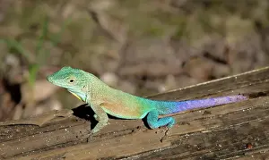 Animal Kingdom Prints: Jamaican Turquoise Anole lizard (Anolis grahami) (Graham's anole)