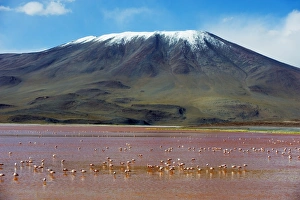 James Flamingo (Phoenicoparrus jamesi), at Laguna Colorado (Red Lake), Eduardo Avaroa Andean National Reserve, Bolivia