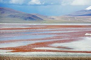 James Flamingo (Phoenicoparrus jamesi), at Laguna Colorado (Red Lake), Eduardo Avaroa Andean National Reserve, Bolivia