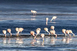 Lagoons Prints: Jamess flamingos (Phoenicoparrus jamesi), Salar de Tara y Aguas Calientes I