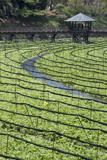 Images Dated 30th April 2009: Japanese horseradish plants (wasabi), growing at the Daio Wasabi Farm in Hotaka