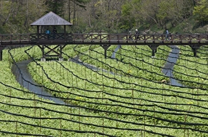 Images Dated 30th April 2009: Japanese horseradish plants (wasabi), growing at the Daio Wasabi Farm in Hotaka