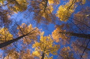 Inspiring Prints: Japanese larches