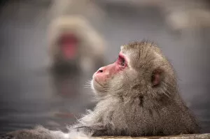 Typically Japanese Gallery: Japanese macaque in hot spring, Jigokudani, Nagano, Japan, Asia
