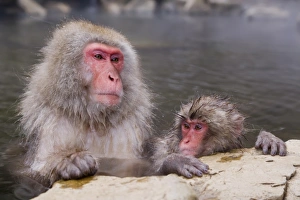 Macaque Prints: Japanese macaque (Macaca fuscata) (Snow monkey)