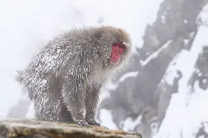 Japanese Macaque (Macaca fuscats), Nagano, Japan, Asia