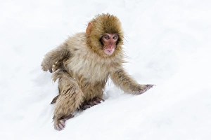 Portrait Prints: Japanese macaque (Snow monkey) (Macata fuscata), in the snow, Jigokudani Yaen-Koen