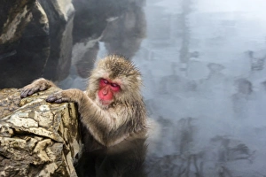 Japanese macaque (Snow monkey) (Macata fuscata), relaxing in a hot spring, Jigokudani Yaen-Koen