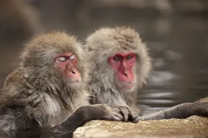Looking Away Prints: Japanese macaques in hot spring, Jigokudani, Nagano, Japan, Asia