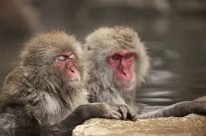 Looking Away Gallery: Japanese macaques in hot spring, Jigokudani, Nagano, Japan, Asia