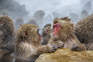 Face To Face Prints: Japanese macaques (Snow monkeys) (Macata fuscata)