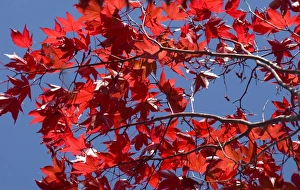 Images Dated 30th September 2009: Japanese maple in autumn, Akan National Park, Hokkaido, Japan