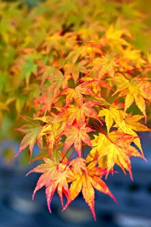 Kyoto Gallery: Japanese maple tree changing colour in autumn at Eikando temple in Kyoto, Japan, Asia