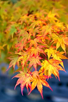 Kyoto Gallery: Japanese maple tree changing colour in autumn at Eikando temple in Kyoto, Japan, Asia
