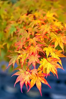 Close Up View Prints: Japanese maple tree changing colour in autumn at Eikando temple in Kyoto, Japan, Asia