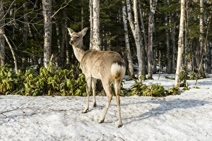 Japanese spotted deer (Cervus nippon yesoensis), Daisetsuzan National Park, UNESCO