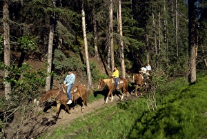 Horse Riding Prints: Japanese tourists horse riding, Banff National Park, UNESCO World Heritage Site