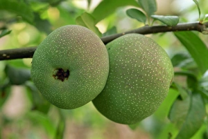 Fruit Tree Prints: Japonica quinces on a tree in England, United Kingdom, Europe