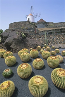 Canary Island Prints: Jardin de Cactus