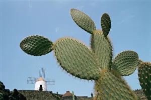Canaries Prints: Jardin de Cactus near Guatiza, Lanzarote, Canary Islands, Spain, Europe