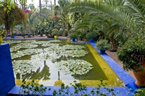 Images Dated 9th April 2010: Jardin Majorelle, Marrakech, Morocco, North Africa, Africa