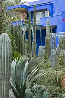 Images Dated 9th April 2010: Jardin Majorelle, Marrakech, Morocco, North Africa, Africa