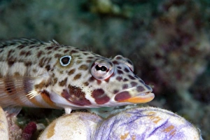 Images Dated 24th May 2008: Java sandperch (Parapercis xanthozona), unusual for Sulawesi