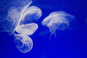 Aquarium Prints: Jellyfish, Aquarium, Oceanographic Institute, Monaco-Veille, Monaco, Europe