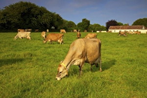 Jersey Prints: Jersey Cattle, Jersey, Channel Islands, Europe