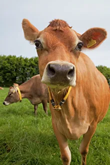 Jersey Prints: Jersey cow, Jersey, St. Helier, Channel Islands, United Kingdom, Europe