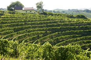 Images Dated 8th July 2007: Jeruzalem vineyards