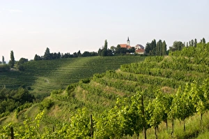 Jeruzalem vineyards, Mura (Pomurje), Slovenia, Europe