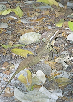 Images Dated 17th January 2009: Jesus Christ basilisk (basiliscus basiliscus) in rain forest, Manuel Antonio National Park