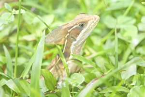 Images Dated 22nd March 2009: Jesus Christ basilisk (basiliscus basiliscus), Manuel Antonio National Park