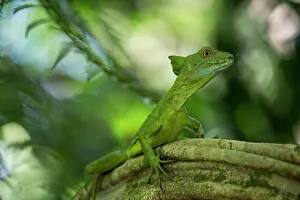 Rainforests Prints: Jesus Christ Lizard (Common Basilisk), Sarapiqui, Costa Rica, Central America