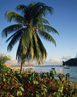 Palm Prints: Jetty and palm tree, Villa Bay, Young Island, St