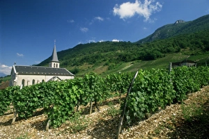 Savoie Prints: Jonjieux (Jonzieux), Savoie vineyards, Rhone Alpes, France, Europe