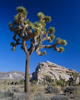 Joshua tree