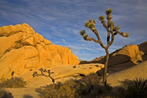 Joshua Tree