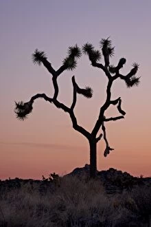 Images Dated 5th March 2010: Joshua tree at dawn, Joshua Tree National Park, California, United States of America