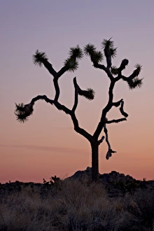 Joshua Tree Prints: Joshua tree at dawn, Joshua Tree National Park, California, United States of America