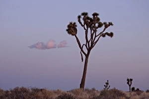 Joshua Tree Prints: Joshua tree at dusk, Joshua Tree National Park, California, United States of America