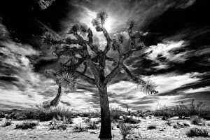 Monochrome Collection: Joshua Tree in high-key black and white, Joshua Tree National Park, California