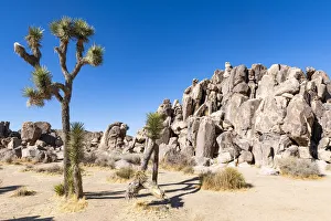 Joshua Tree Prints: Joshua tree in the Joshua Tree National Park, California, United States of America